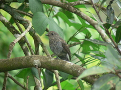 Eumyias albicaudatus