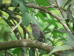 Eumyias albicaudatus