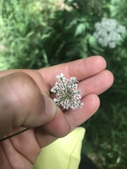 Chaerophyllum villarsii