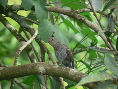 Eumyias albicaudatus