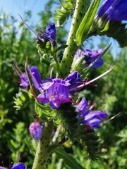 Echium vulgare