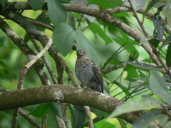 Eumyias albicaudatus