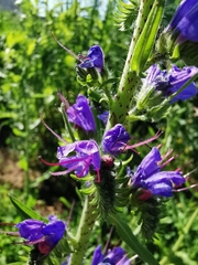 Echium vulgare