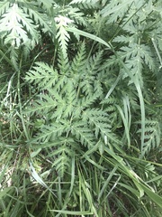 Chaerophyllum villarsii