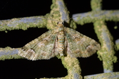 Pasiphila semochlora