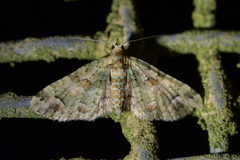 Pasiphila semochlora