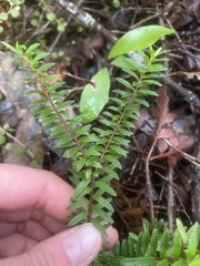 Veronica diosmifolia