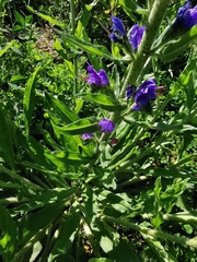 Echium vulgare