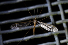 Leptotarsus binotatus