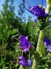 Echium vulgare
