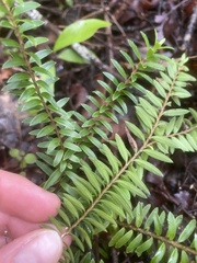 Veronica diosmifolia