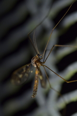 Leptotarsus binotatus