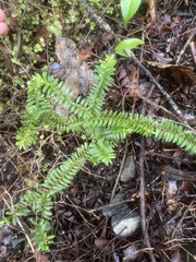 Veronica diosmifolia