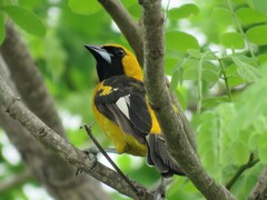 Icterus graceannae