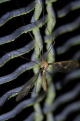 Leptotarsus binotatus