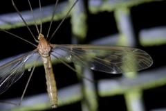 Leptotarsus binotatus