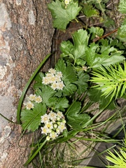 Physocarpus monogynus