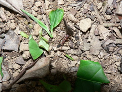 Harpegnathos saltator