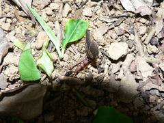 Harpegnathos saltator