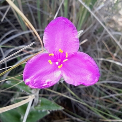 Tradescantia crassifolia