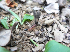 Harpegnathos saltator
