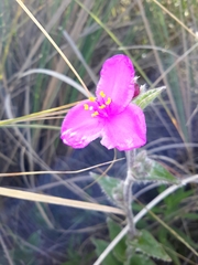Tradescantia crassifolia