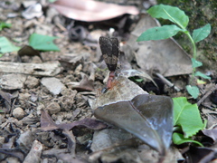 Harpegnathos saltator