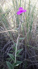Tradescantia crassifolia