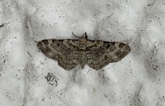 Eupithecia pulchellata