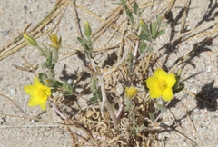 Mentzelia eremophila