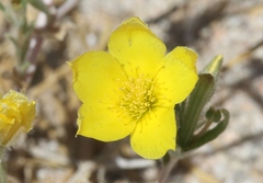 Mentzelia eremophila