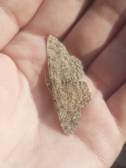 Hypomecis punctinalis