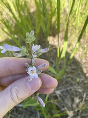 Penstemon gracilis