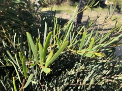 Acacia cupularis