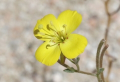 Camissonia kernensis gilmanii