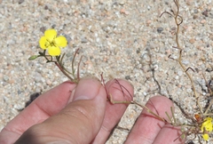 Camissonia kernensis gilmanii