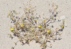 Mentzelia eremophila