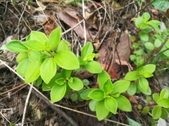 Peperomia liebmannii