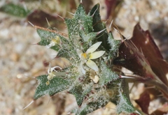 Loeseliastrum schottii