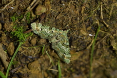 Pasiphila bilineolata