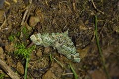 Pasiphila bilineolata