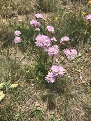 Armeria arenaria