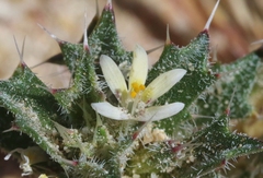 Loeseliastrum schottii