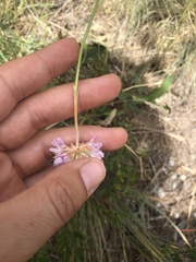 Armeria arenaria