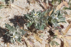 Loeseliastrum schottii