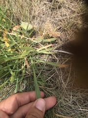 Armeria arenaria