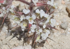 Chorizanthe spinosa