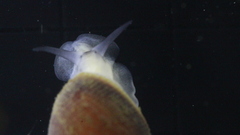 Ellobiidae