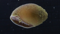 Ellobiidae