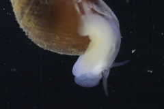 Ellobiidae